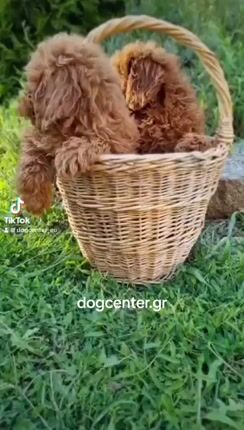 Poodle-Πούντλ-thumb-1