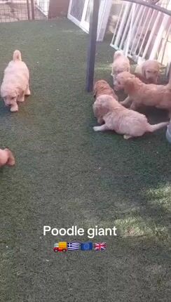 ΚΑΝΙΣ ΓΙΓΑΣ-POODLE GIAND-thumb-1