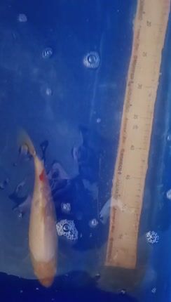 Koi-thumb-3