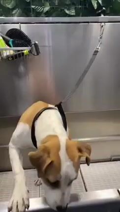 Pet grooming self service cabine-thumb-1