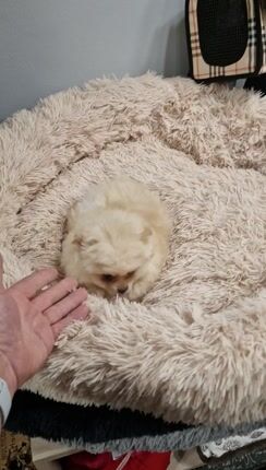 Pomeranian boo-thumb-3