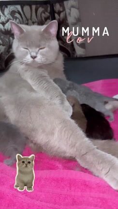 Βρετανική Κοντοτριχη / British shorthair-thumb-1