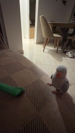 ringneck παπαγάλος-thumb-1