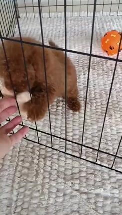 Poodle tea cup-thumb-1