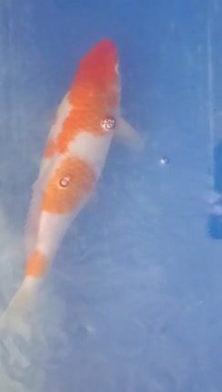Koi-thumb-1