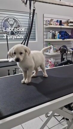 ΛΑΜΠΡΑΝΤΌΡ Labrador-thumb-1