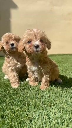 Μάλτιπου-Maltipoo-thumb-1