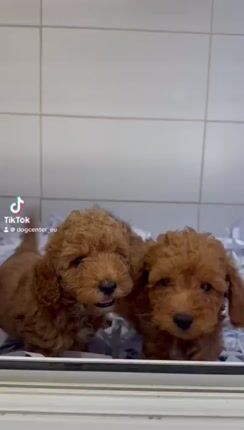 Poodle-Πούντλ-thumb-2