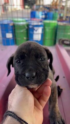 Cane corso puppy’s-thumb-1