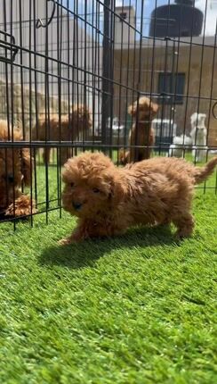 Πούντλ τοι-Poodle toy-thumb-1