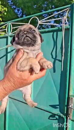 παγκ pug-thumb-1