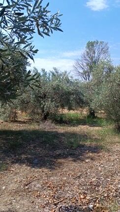 Αγροτεμάχια 408 τ.μ. για πώληση, Εύβοια, Λιχάδα-thumb-1