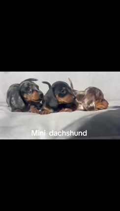 Dachshund mini - Μίνι Ντάσχαουντ-thumb-1