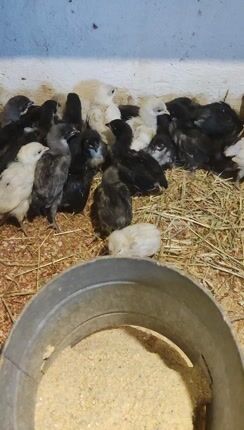 Australorp κοτοπουλακια-thumb-1