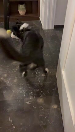 border collie-thumb-1