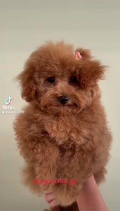 Poodle-Πούντλ-thumb-1