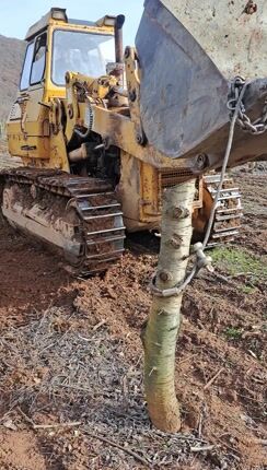 Ερπύστριες CAT 1984 CAT 955 L-thumb-1