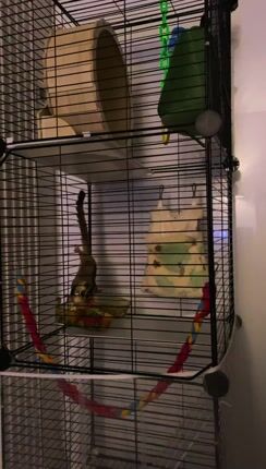 Πωλείται sugar glider-thumb-1
