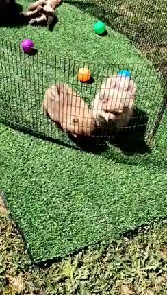 pomeranian boo-thumb-1