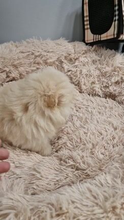 Pomeranian boo-thumb-2