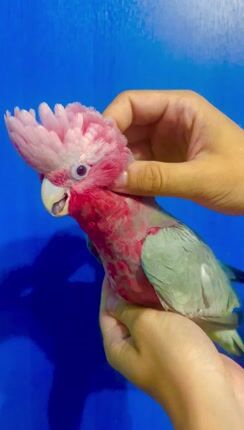 Παπαγάλος Κακατουα-thumb-1