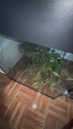aquarium- Ενυδρείο-thumb-1