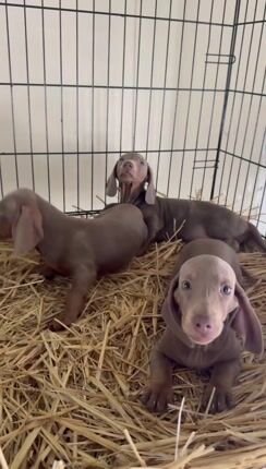 Μίνι Ντάσχουντ-Mini dachshund-thumb-1