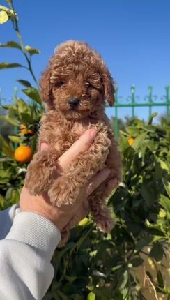 Πούντλ μίνι -Poodle mini-thumb-1