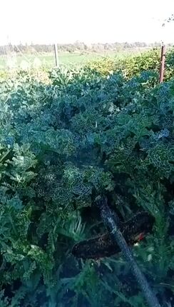 Κόψιμο χόρτων-thumb-1