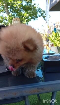 pomeranian boo-thumb-2