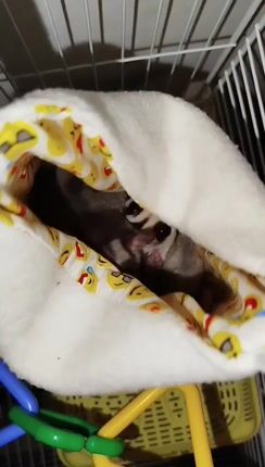 Sugar glider-thumb-1