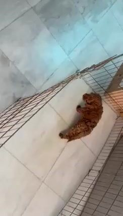 Poodle toy κοκκινα-thumb-1