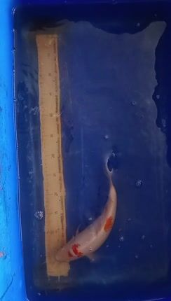 Koi-thumb-2