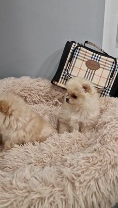 Pomeranian boo-thumb-1